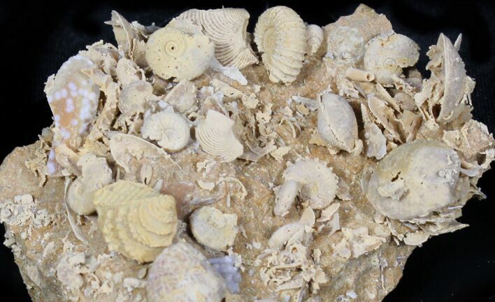Exquisite Miniature Ammonite Fossil Cluster - France #31591